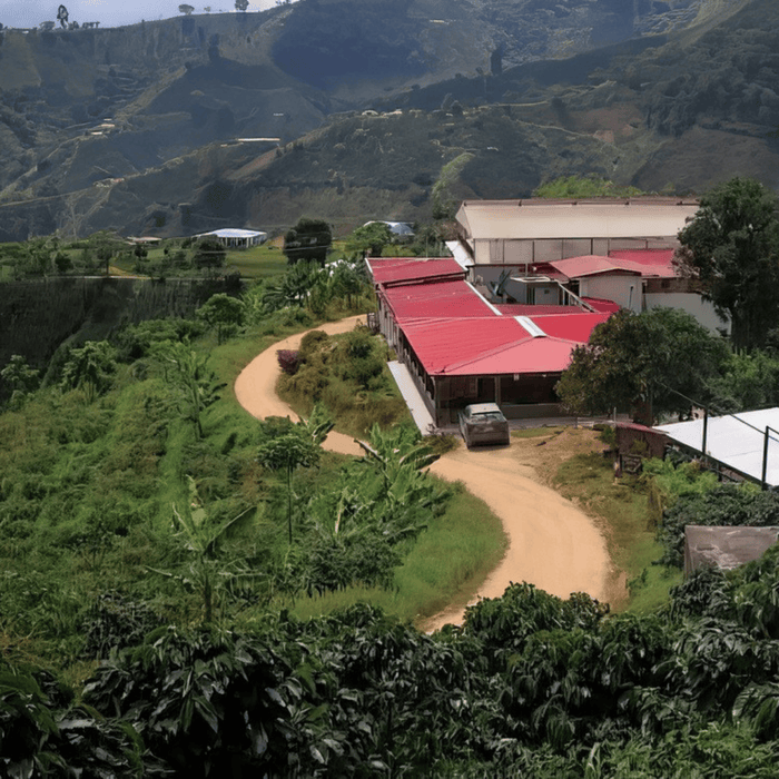 Colombia Las Margaritas, Double Washed 80h Anaerobic Sidra