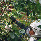 Colombia Quebraditas, Passionfruit & Yeast Co-Fermented Washed Sidra