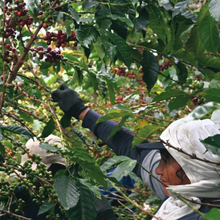 Colombia Quebraditas, Passionfruit & Yeast Co-Fermented Washed Sidra