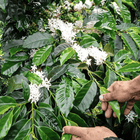 Colombia Las Margaritas, Double Washed 80h Anaerobic Sidra