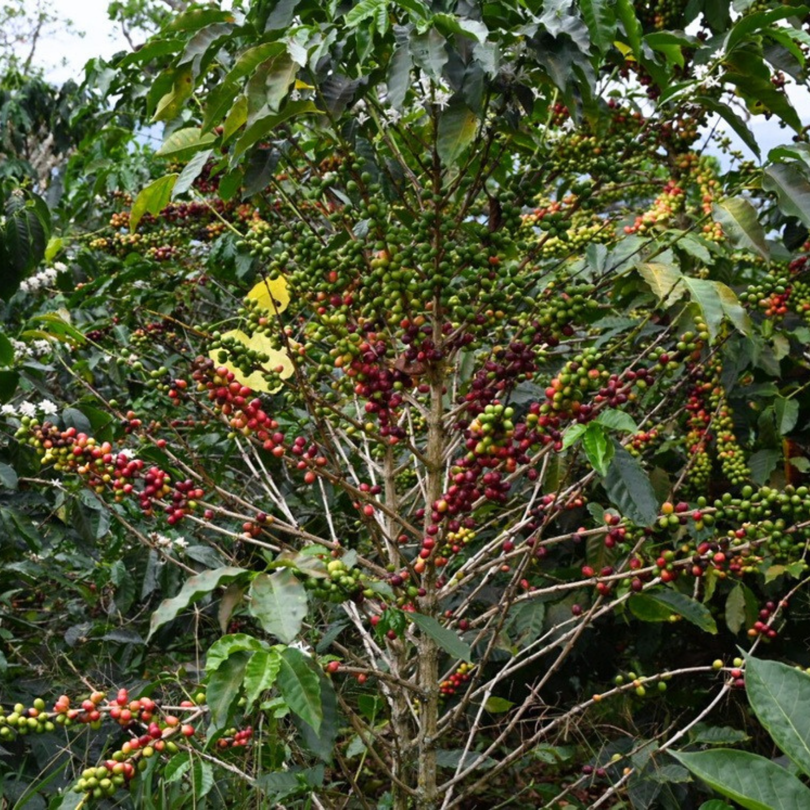 Colombia Quebraditas, Passionfruit & Yeast Co-Fermented Washed Sidra