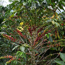 Colombia Quebraditas, Passionfruit & Yeast Co-Fermented Washed Sidra