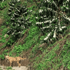 Colombia Las Margaritas, Double Washed 80h Anaerobic Sidra