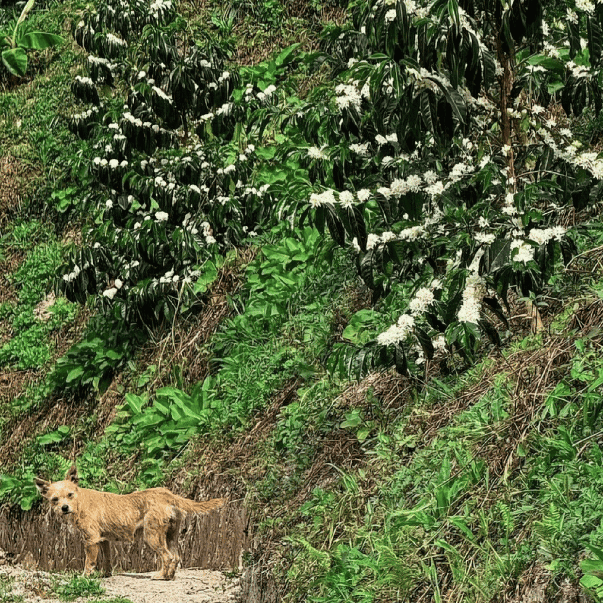 Colombia Las Margaritas, Double Washed 80h Anaerobic Sidra