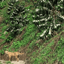 Colombia Las Margaritas, Double Washed 80h Anaerobic Sidra