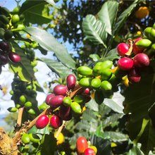 Colombia Quebraditas, Passionfruit & Yeast Co-Fermented Washed Sidra