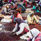 India Ratnagiri, Washed