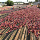 Ethiopia Guji Uraga G1, Natural