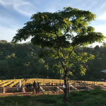 Ethiopia Guji Uraga G1, Natural