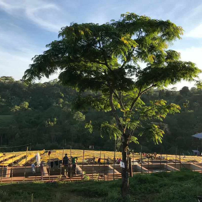 Ethiopia Guji Uraga G1, Natural