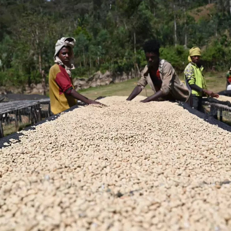 Ethiopia Hambela G1, Buku Abel Station, Natural