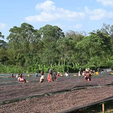 Ethiopia Hambela G1, Buku Abel Station, Natural