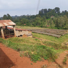 Kenya Kiaguthu AA, Washed