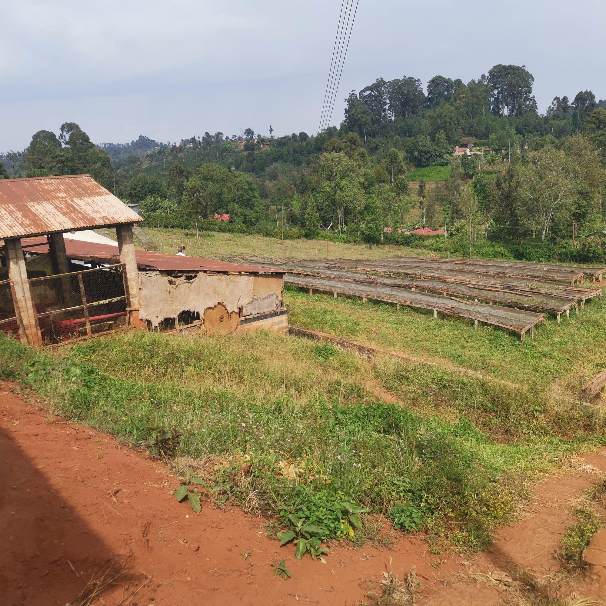 Kenya Kiaguthu AA, Washed