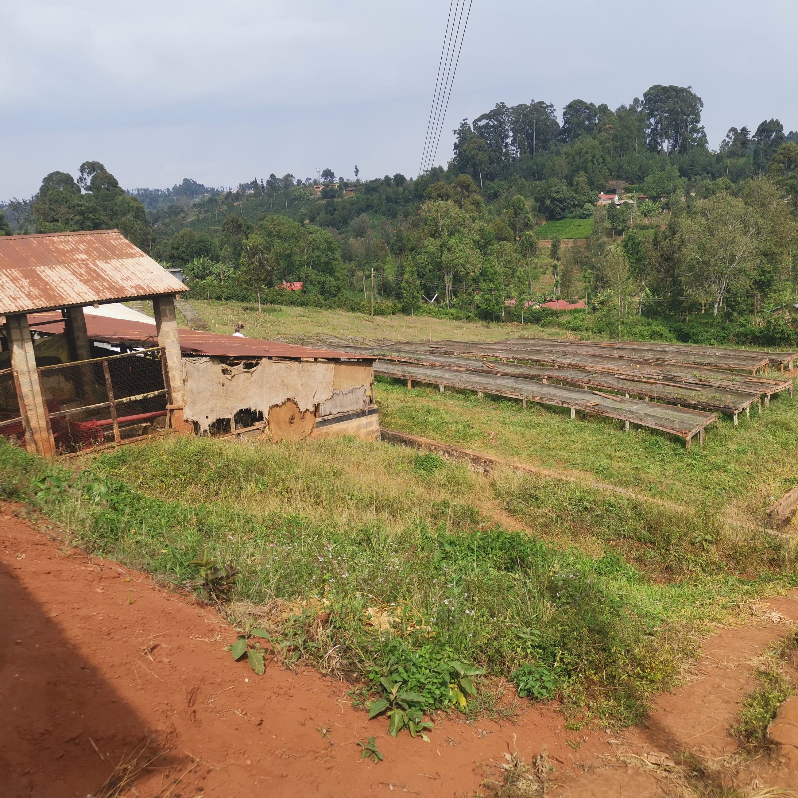 Kenya Kiaguthu AA, Washed