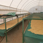 Kenya Kiaguthu AA, Washed