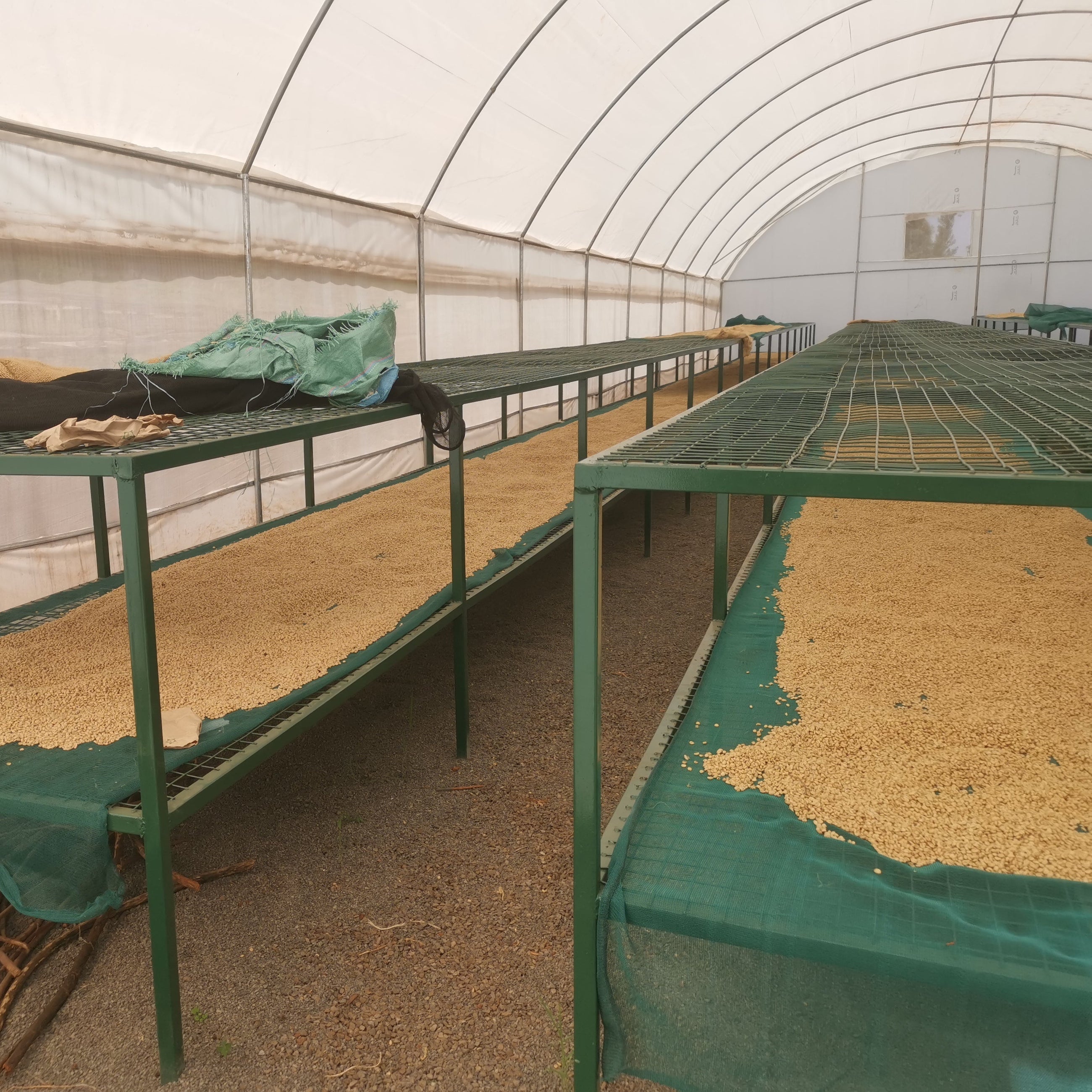 Kenya Kiaguthu AA, Washed