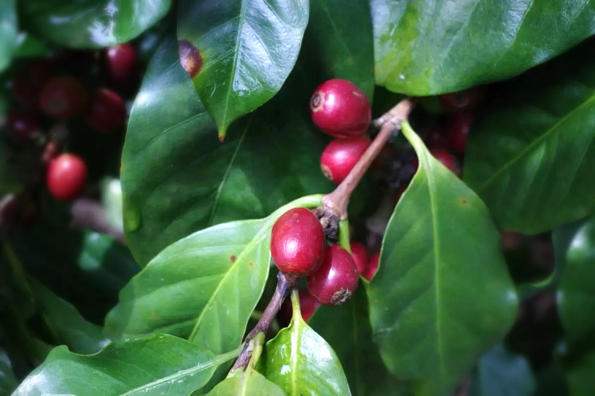 Yunnan Menglian, Double Anaerobic