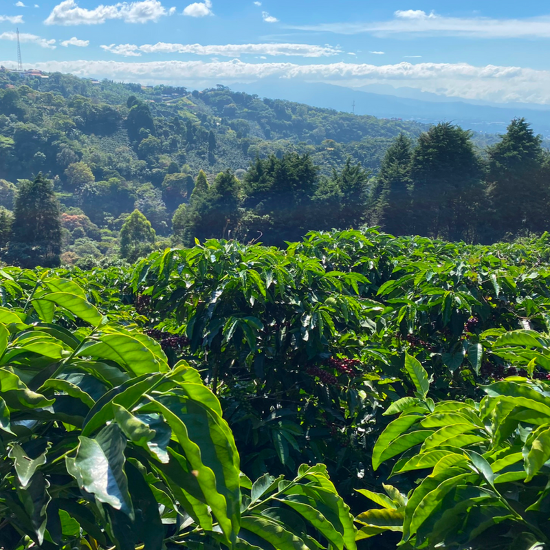 La Carreta Azul, Red Honey farm